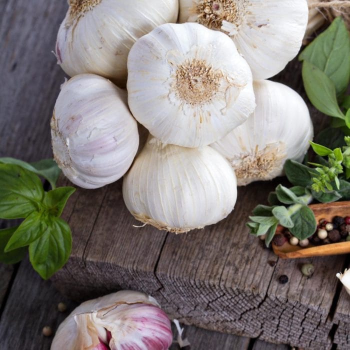 Garlic